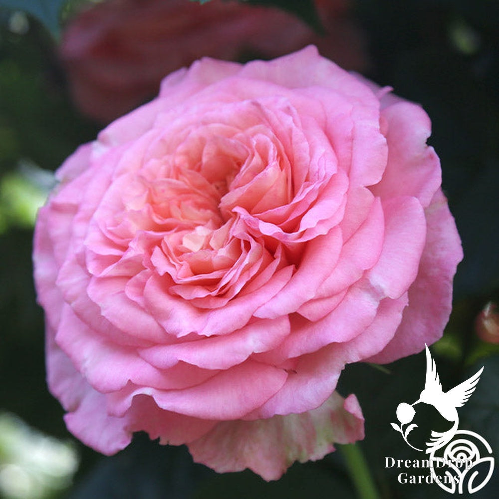 Rose - Sunbelt Savannah — DreamDrop Gardens photo 8