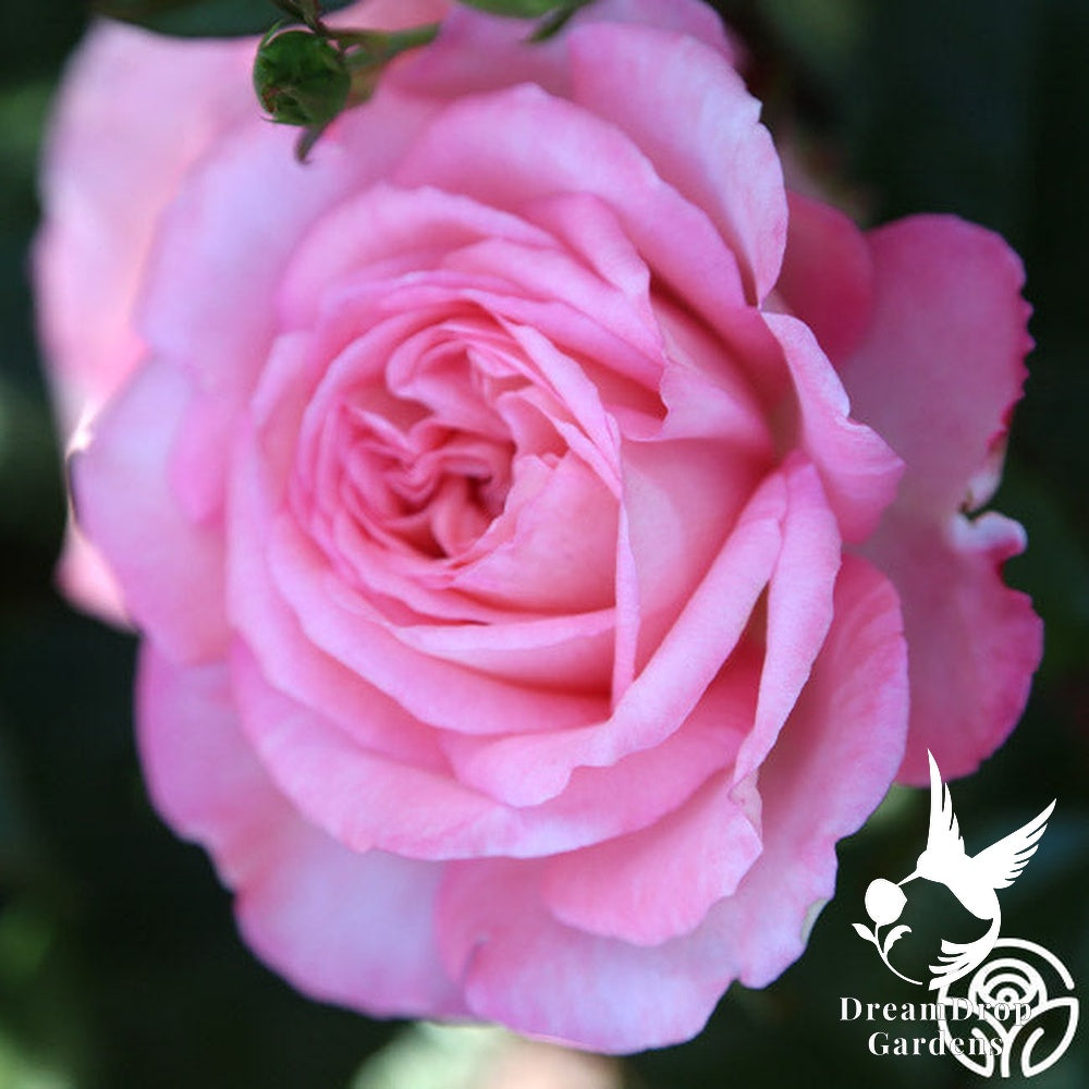 Rose - Sunbelt Savannah — DreamDrop Gardens photo 9