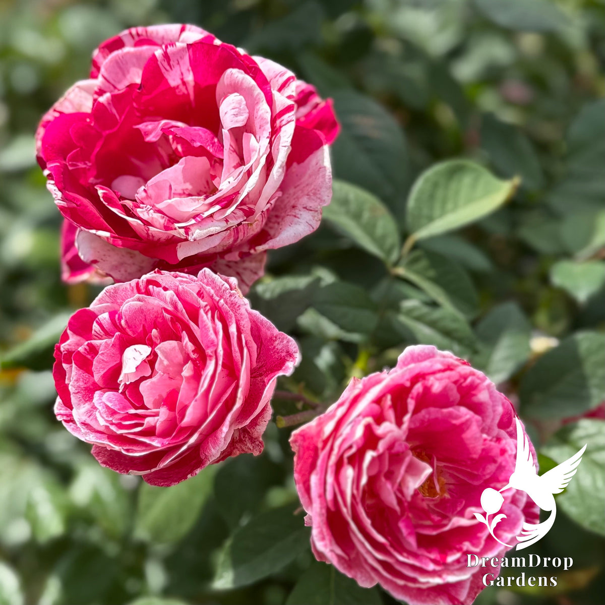 Rose - Scentimental — DreamDrop Gardens photo 10
