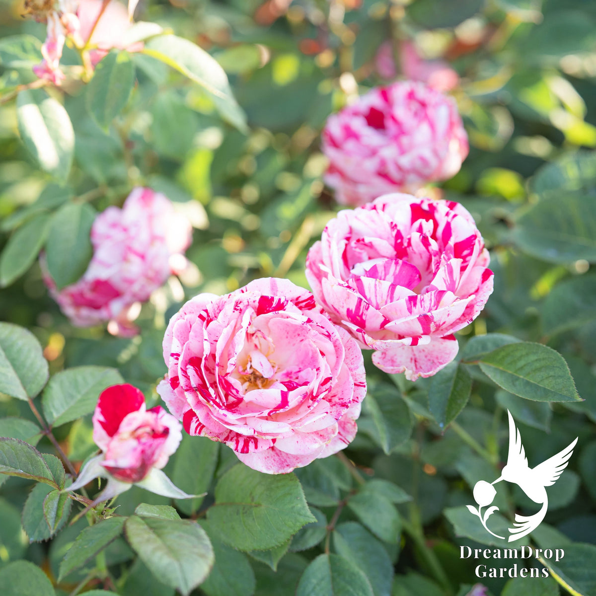 Rose - Scentimental — DreamDrop Gardens photo 11