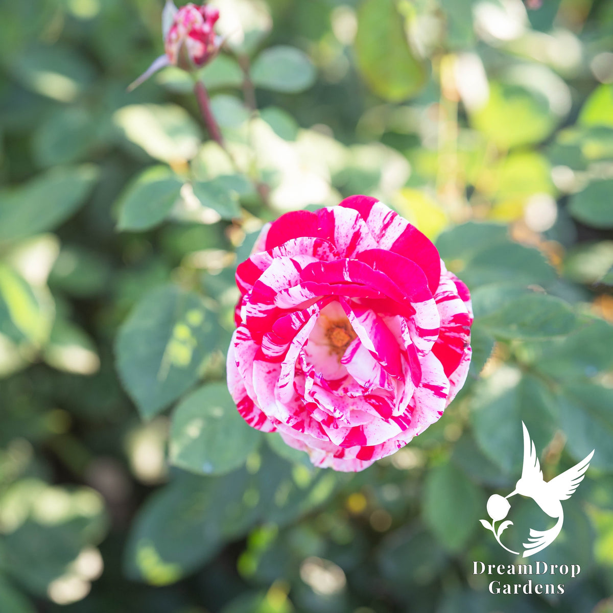 Rose - Scentimental — DreamDrop Gardens photo 12