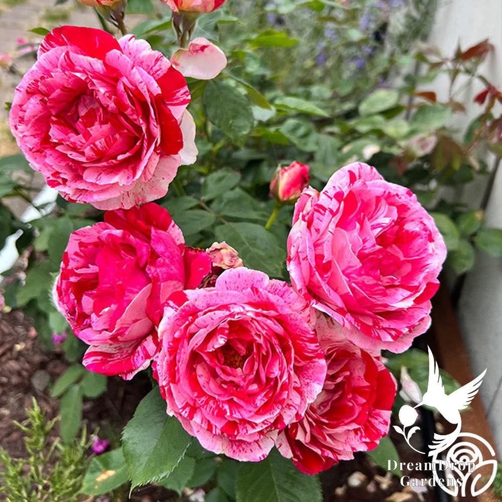 Rose - Scentimental — DreamDrop Gardens photo 13
