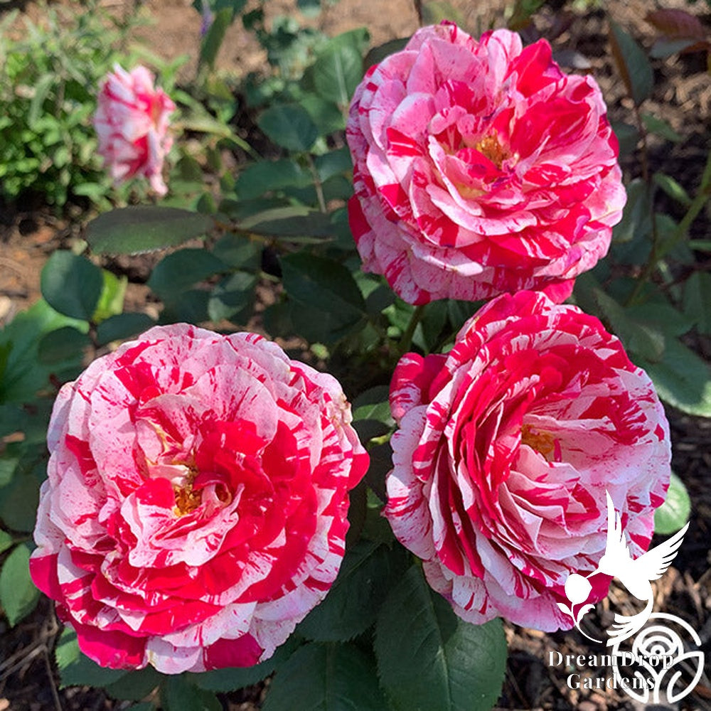 Rose - Scentimental — DreamDrop Gardens photo 14