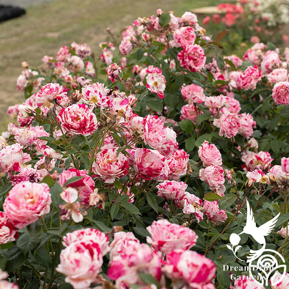Rose - Scentimental — DreamDrop Gardens photo 15