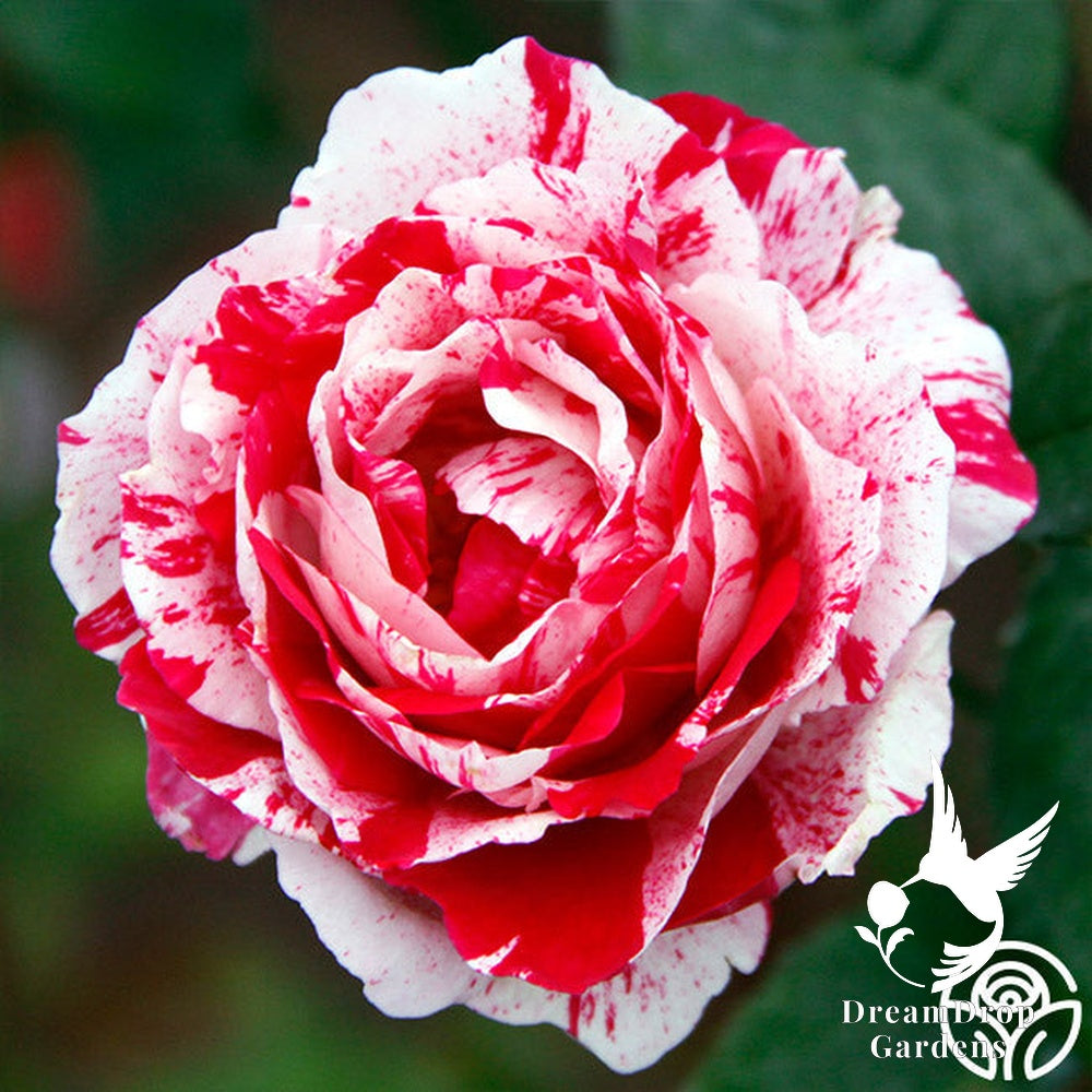 Rose - Scentimental — DreamDrop Gardens photo 16