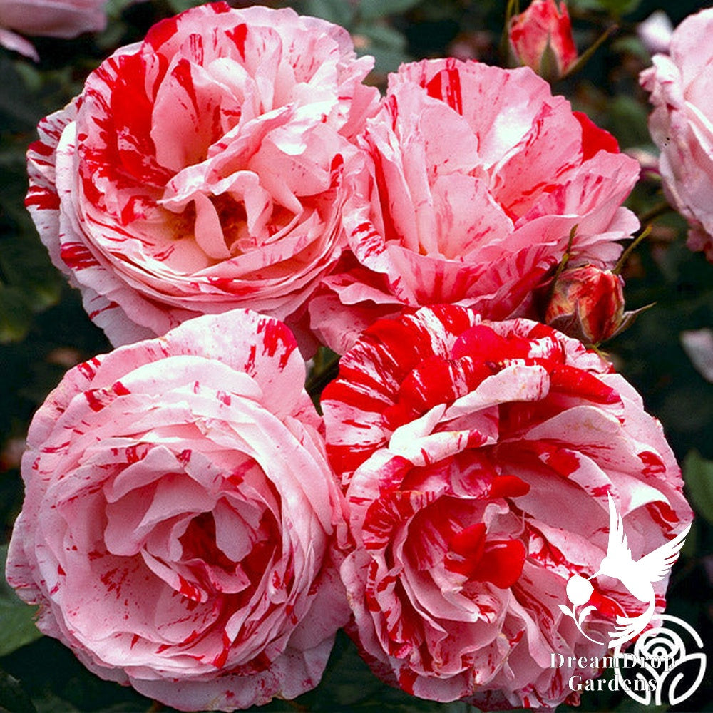 Rose - Scentimental — DreamDrop Gardens photo 17