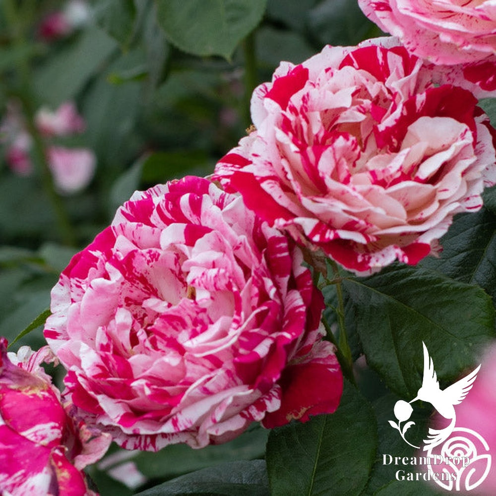 Rose - Scentimental — DreamDrop Gardens photo 18