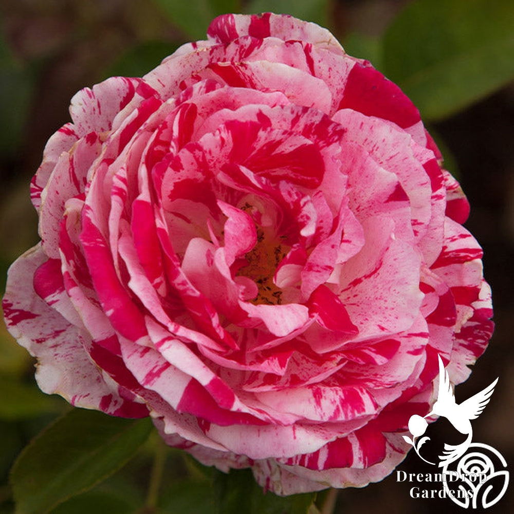 Rose - Scentimental — DreamDrop Gardens photo 19