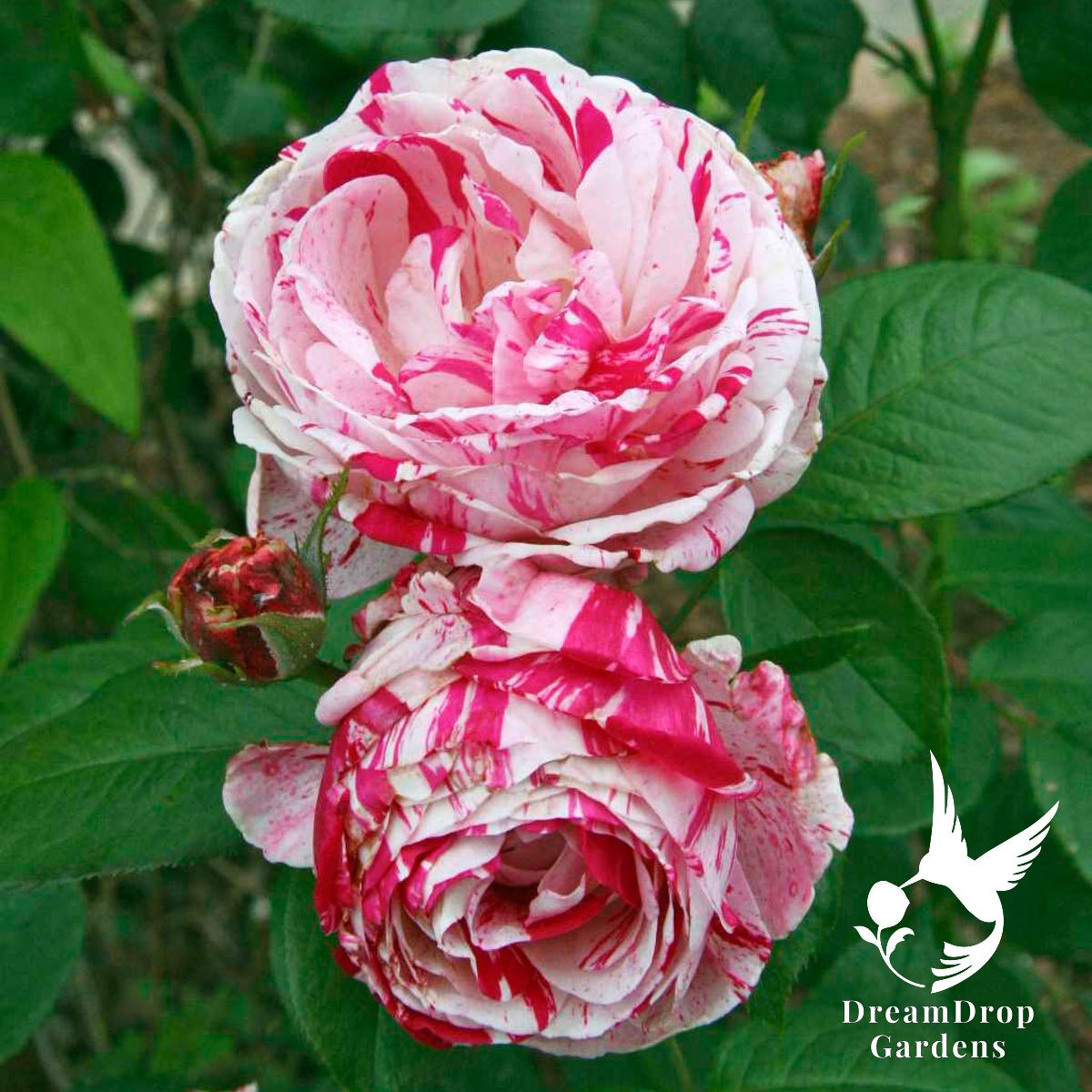 Rose - Scentimental — DreamDrop Gardens photo 1