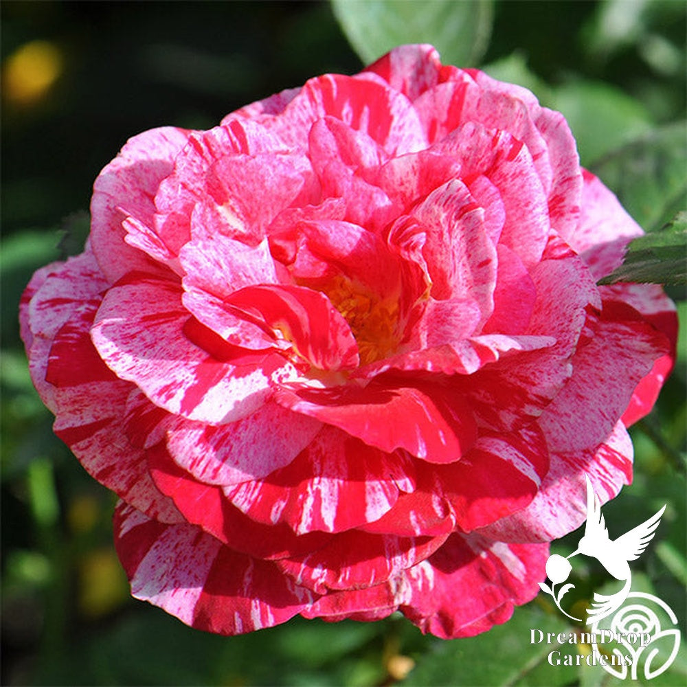 Rose - Scentimental — DreamDrop Gardens photo 20