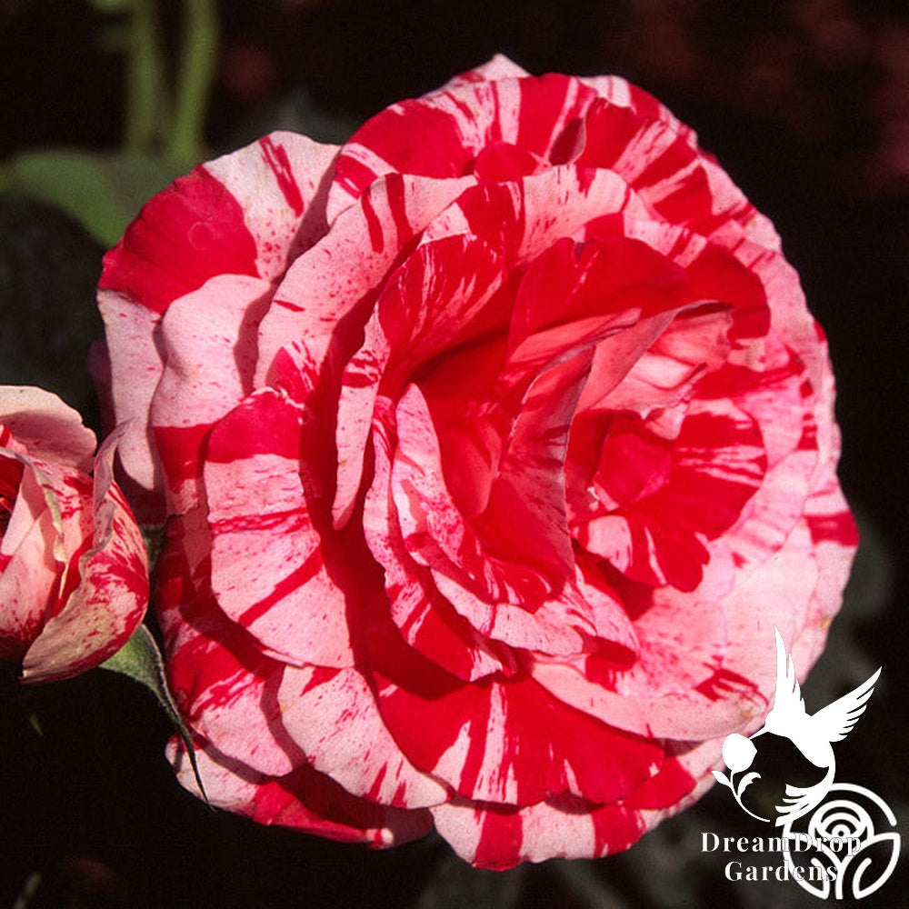 Rose - Scentimental — DreamDrop Gardens photo 21