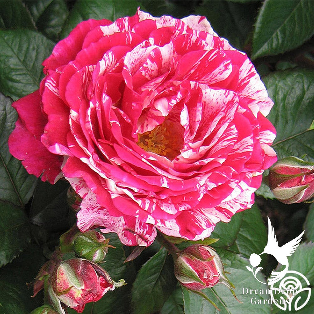 Rose - Scentimental — DreamDrop Gardens photo 22