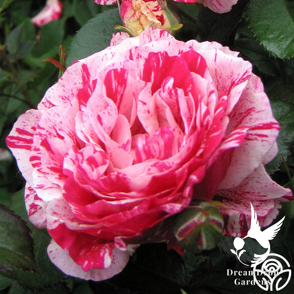 Rose - Scentimental — DreamDrop Gardens photo 23