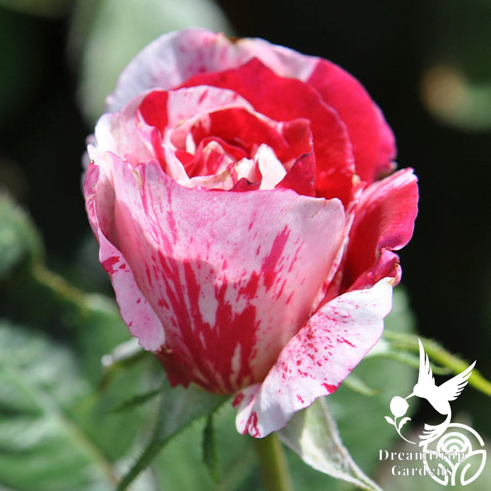 Rose - Scentimental — DreamDrop Gardens photo 24