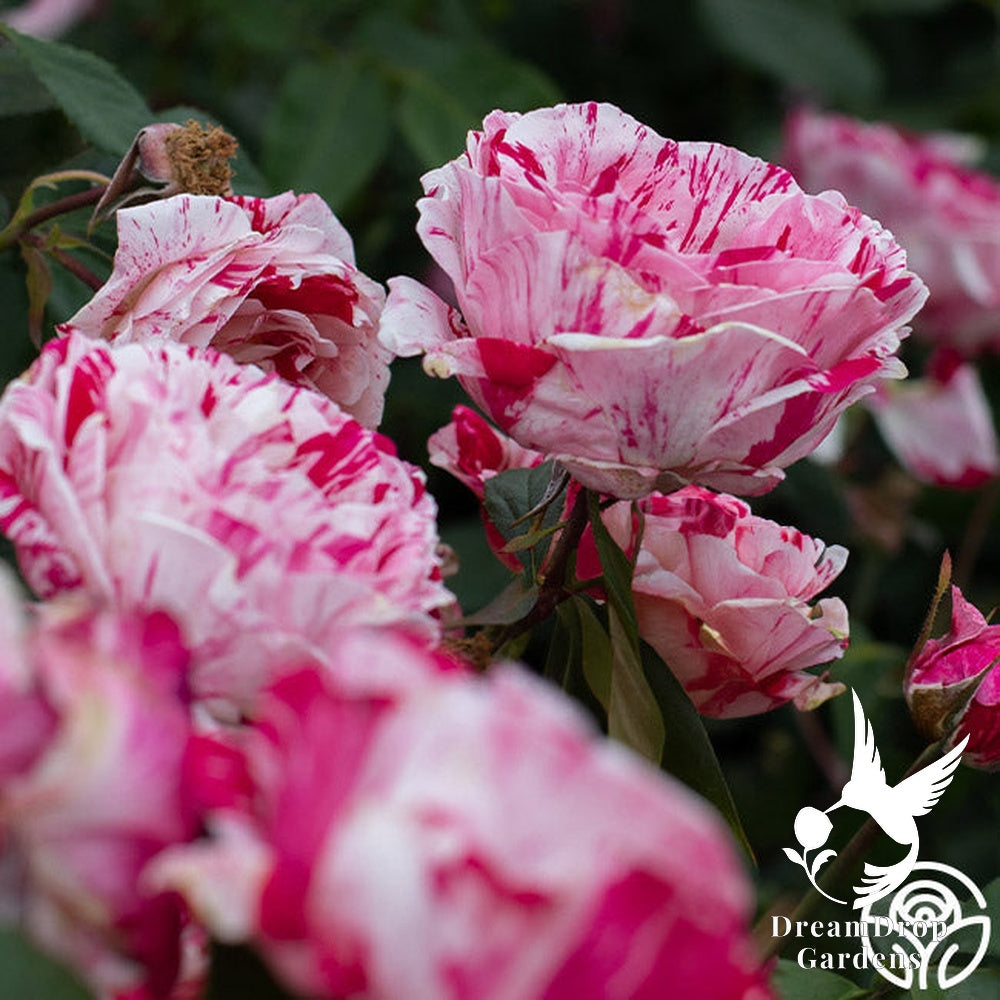Rose - Scentimental — DreamDrop Gardens photo 25