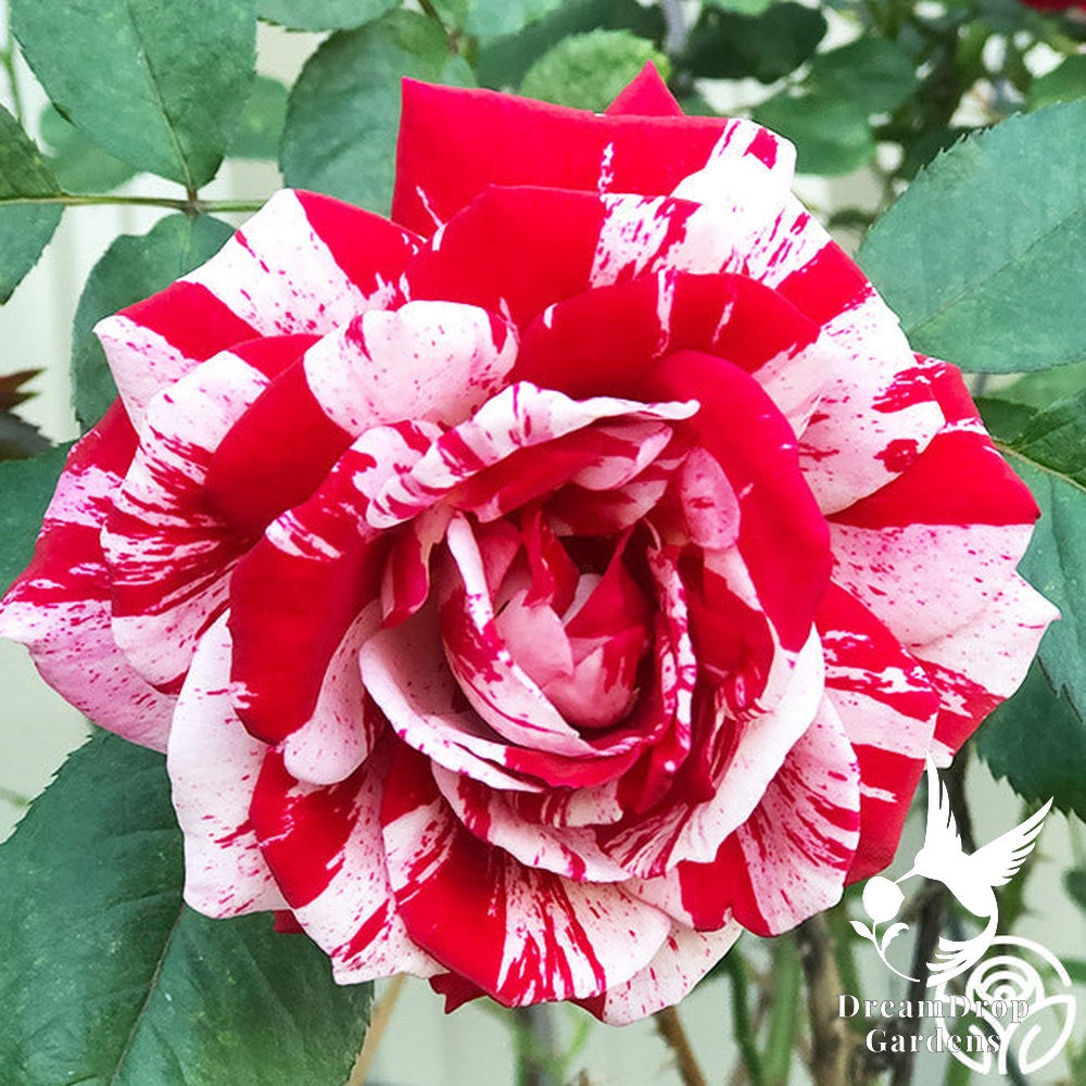 Rose - Scentimental — DreamDrop Gardens photo 26