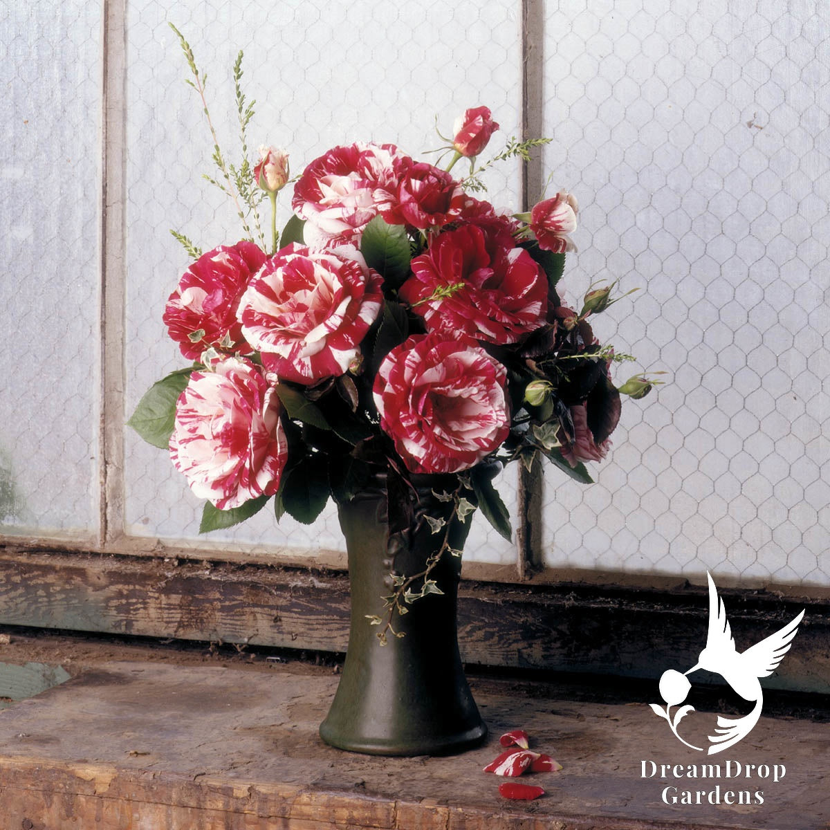 Rose - Scentimental — DreamDrop Gardens photo 2