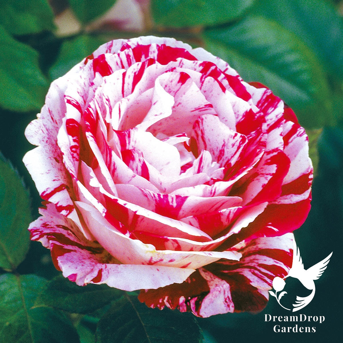 Rose - Scentimental — DreamDrop Gardens photo 4