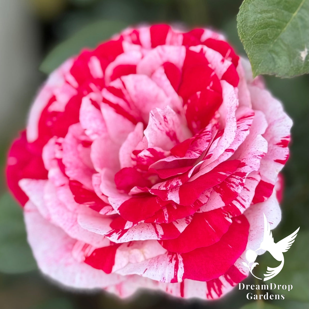Rose - Scentimental — DreamDrop Gardens photo 5