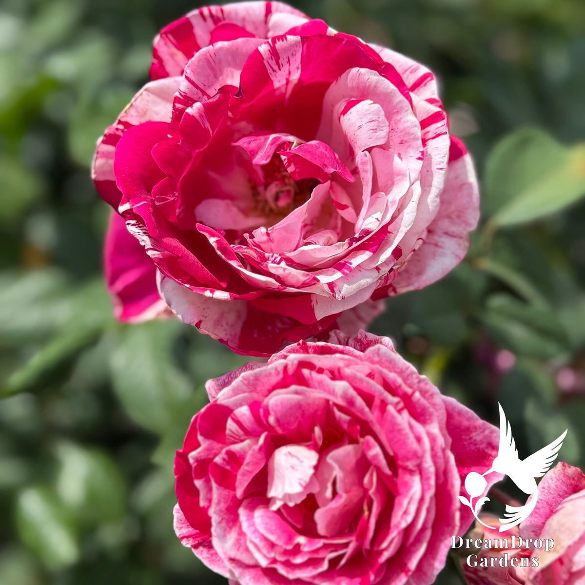 Rose - Scentimental — DreamDrop Gardens photo 6
