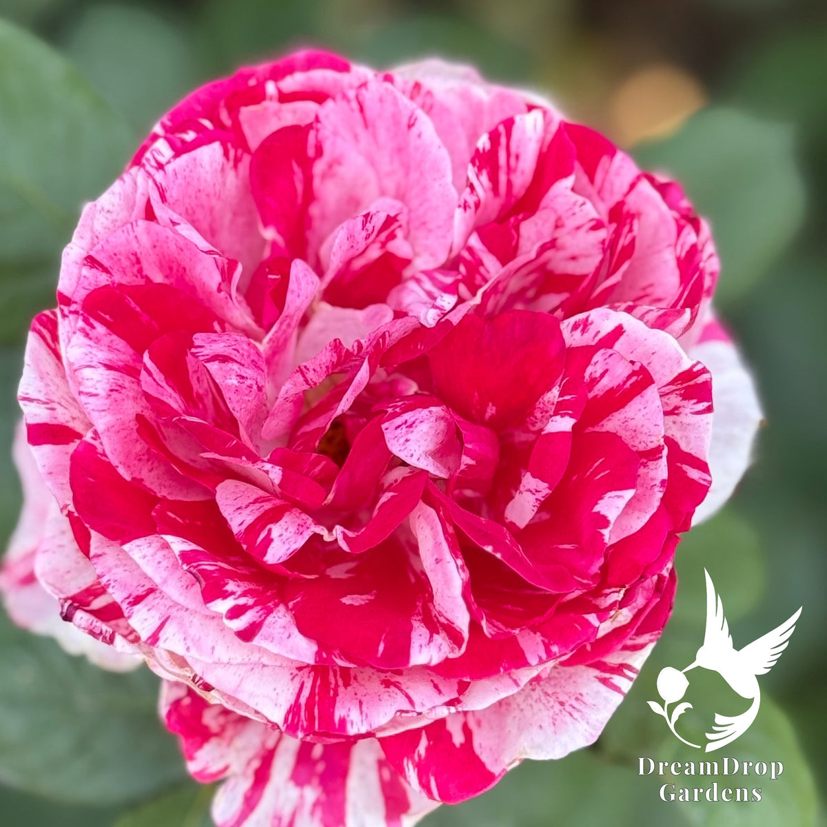 Rose - Scentimental — DreamDrop Gardens photo 7