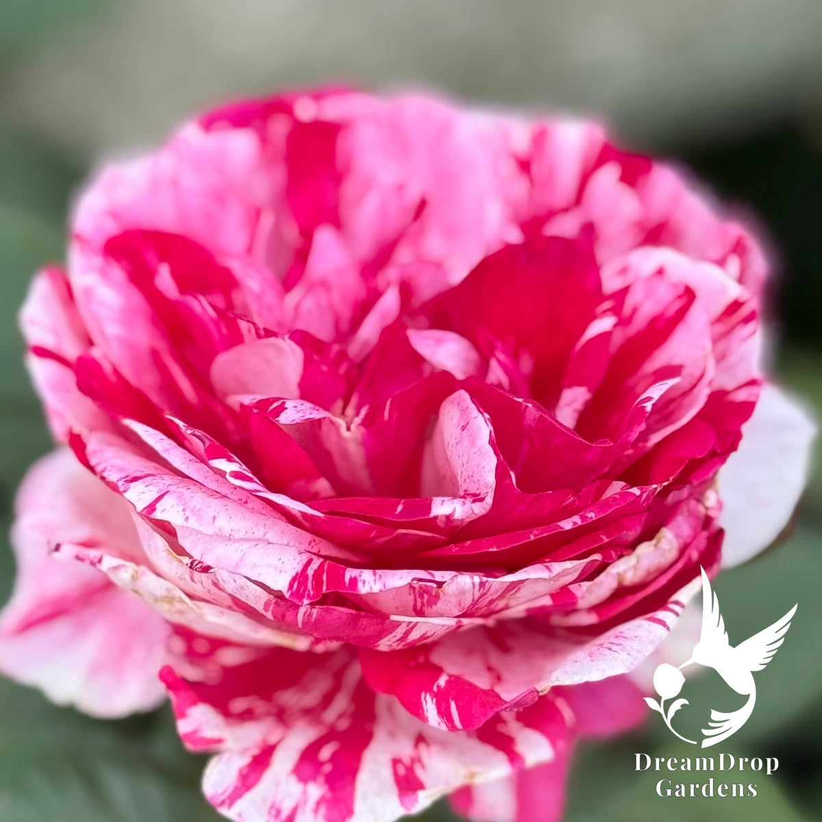 Rose - Scentimental — DreamDrop Gardens photo 8