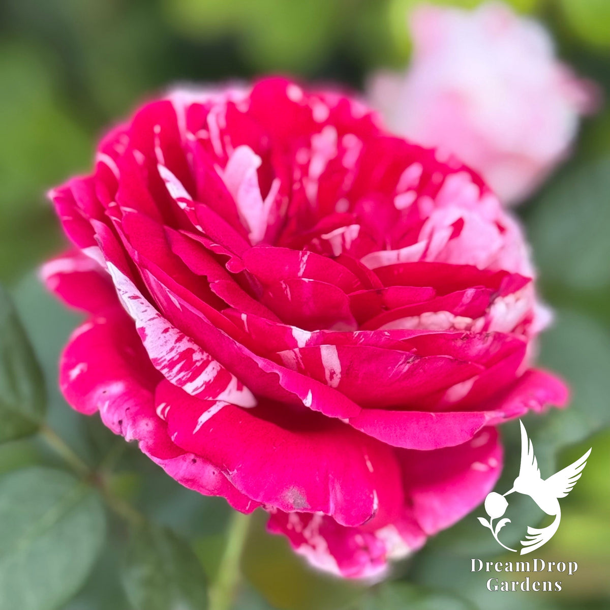 Rose - Scentimental — DreamDrop Gardens photo 9