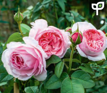 Rose - Scentuous