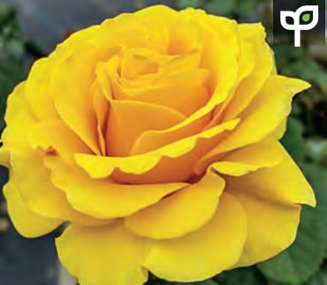 Rose - Sol Desire