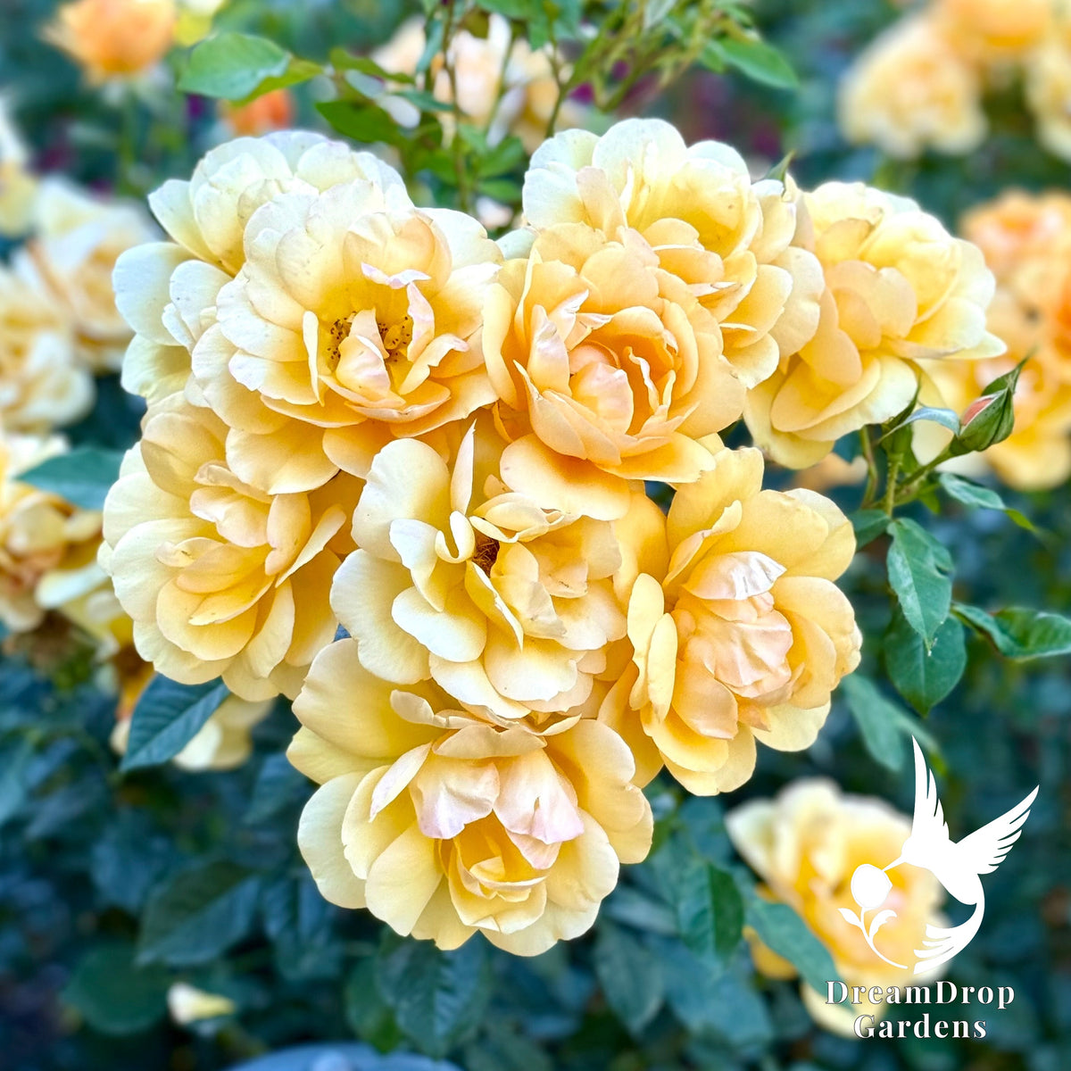 Rose - Sunbelt South Africa — DreamDrop Gardens photo 10