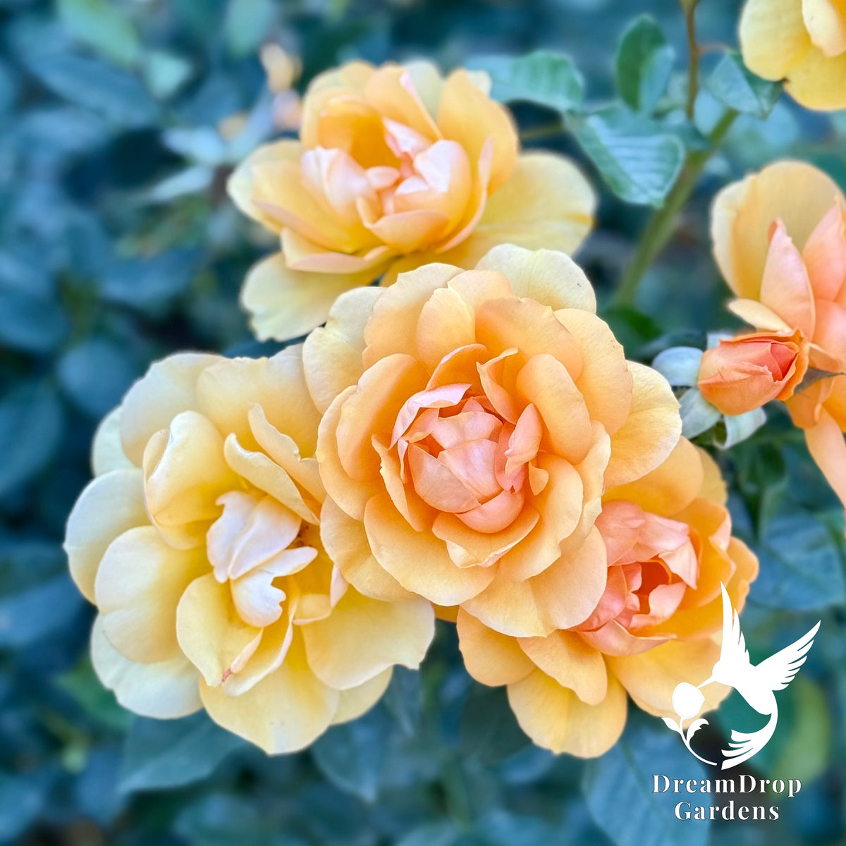 Rose - Sunbelt South Africa — DreamDrop Gardens photo 11