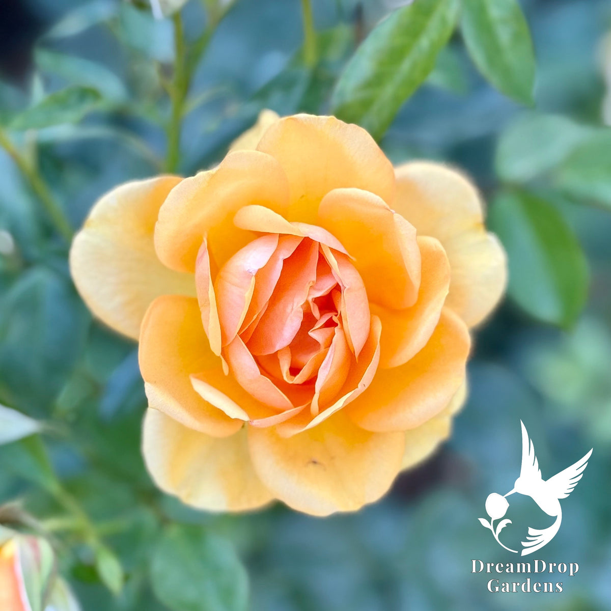 Rose - Sunbelt South Africa — DreamDrop Gardens photo 12