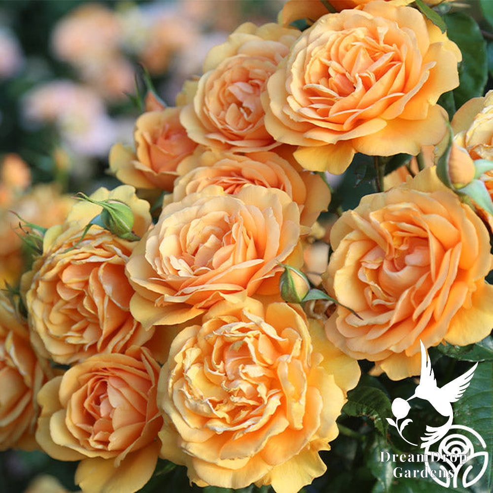 Rose - Sunbelt South Africa — DreamDrop Gardens photo 13