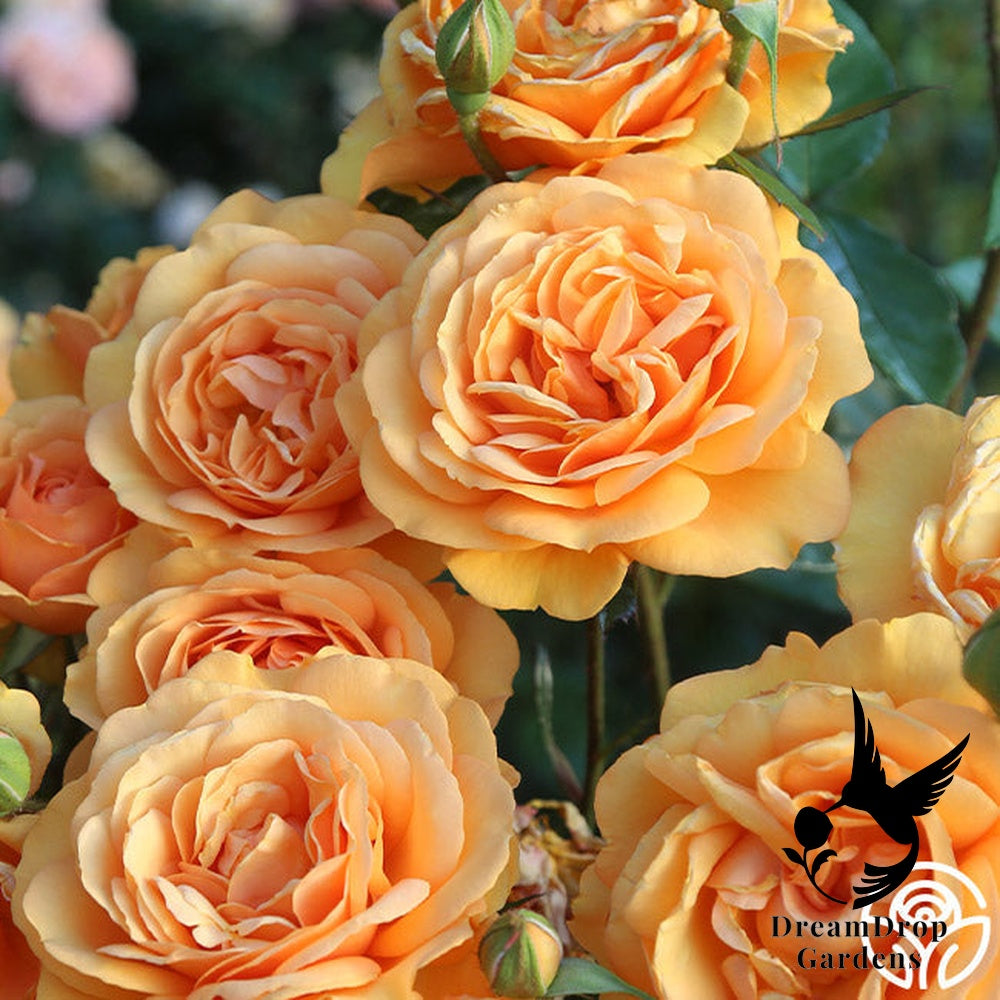 Rose - Sunbelt South Africa — DreamDrop Gardens photo 14