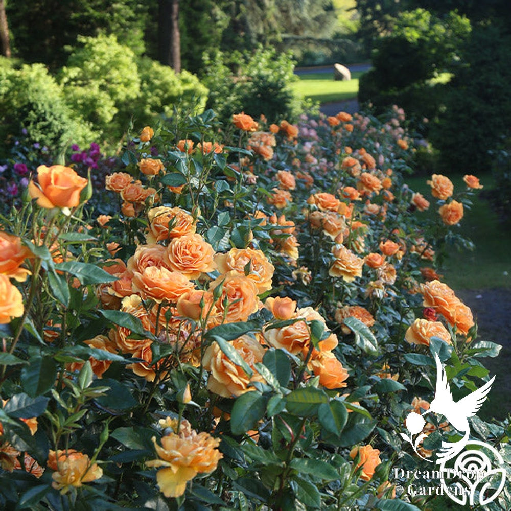 Rose - Sunbelt South Africa — DreamDrop Gardens photo 15
