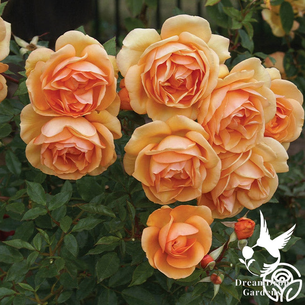 Rose - Sunbelt South Africa — DreamDrop Gardens photo 16
