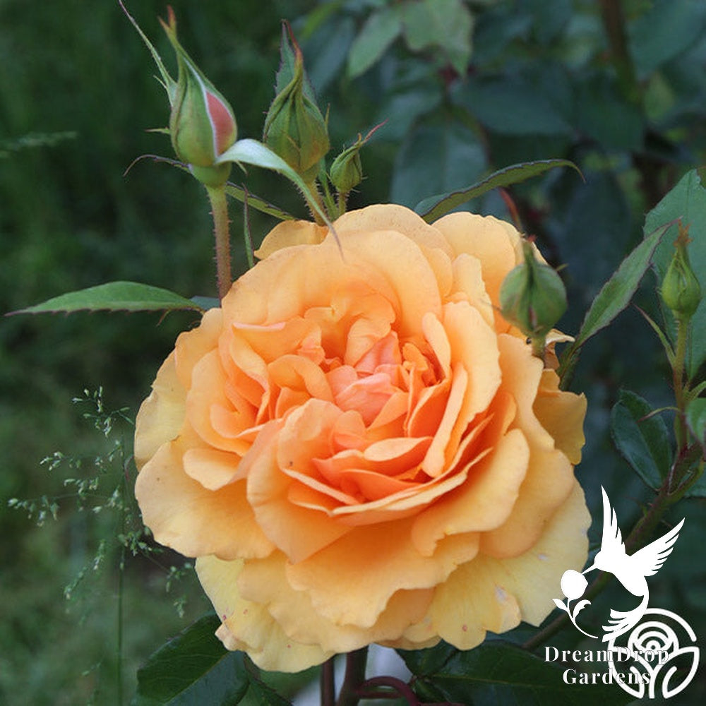 Rose - Sunbelt South Africa — DreamDrop Gardens photo 17