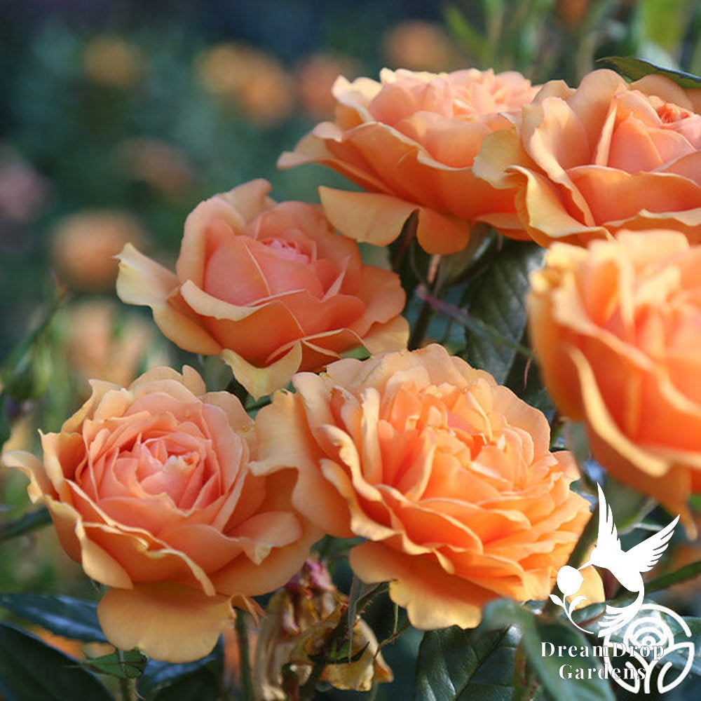 Rose - Sunbelt South Africa — DreamDrop Gardens photo 18