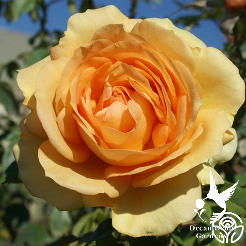 Rose - Sunbelt South Africa — DreamDrop Gardens photo 19