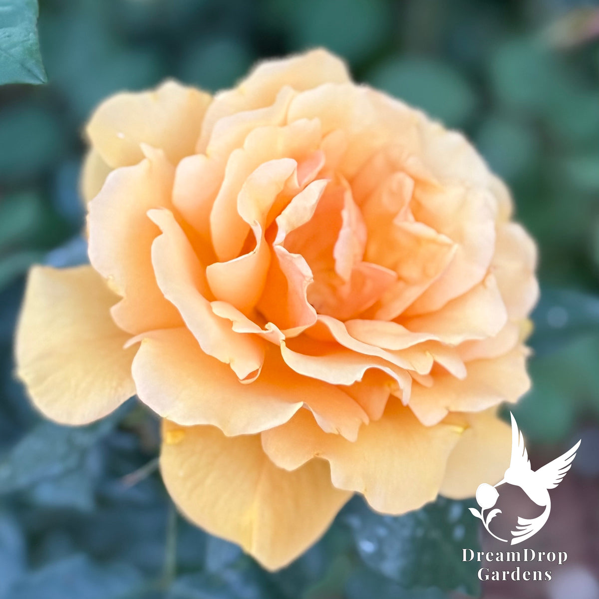 Rose - Sunbelt South Africa — DreamDrop Gardens photo 1