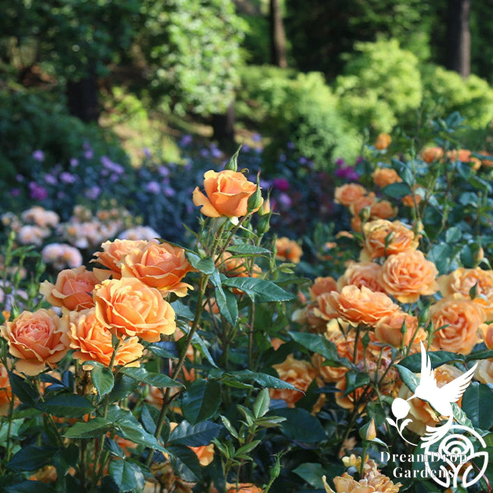 Rose - Sunbelt South Africa — DreamDrop Gardens photo 20