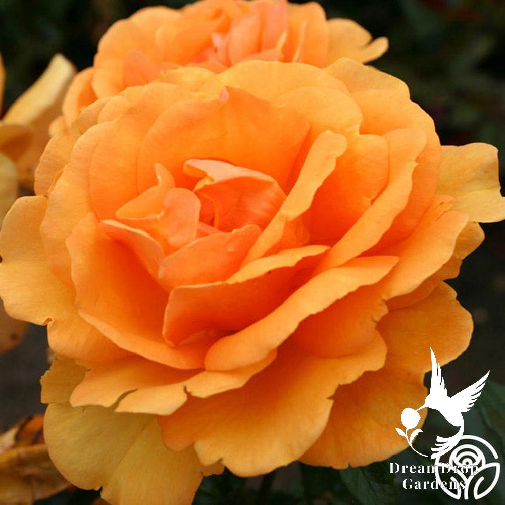 Rose - Sunbelt South Africa — DreamDrop Gardens photo 21