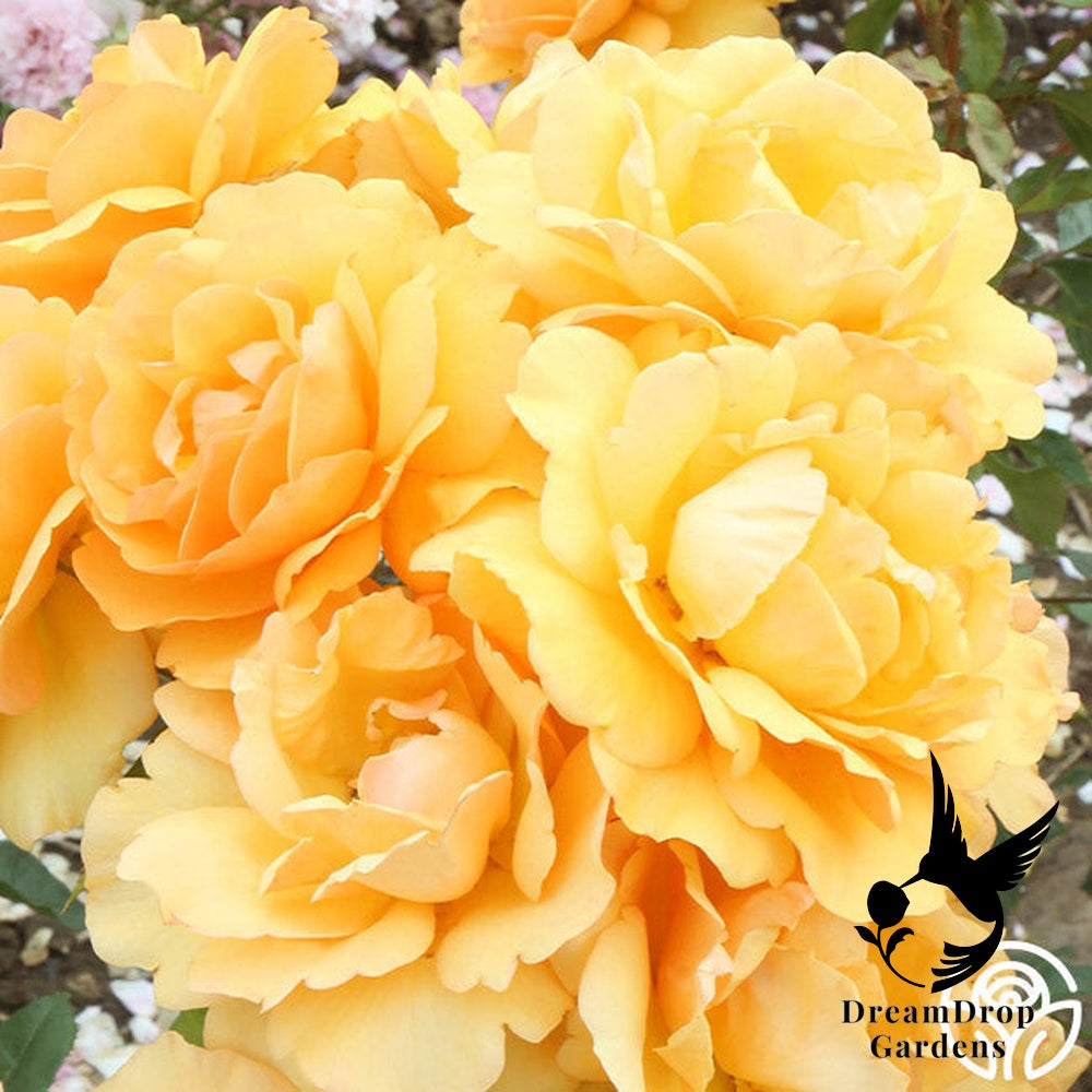 Rose - Sunbelt South Africa — DreamDrop Gardens photo 22