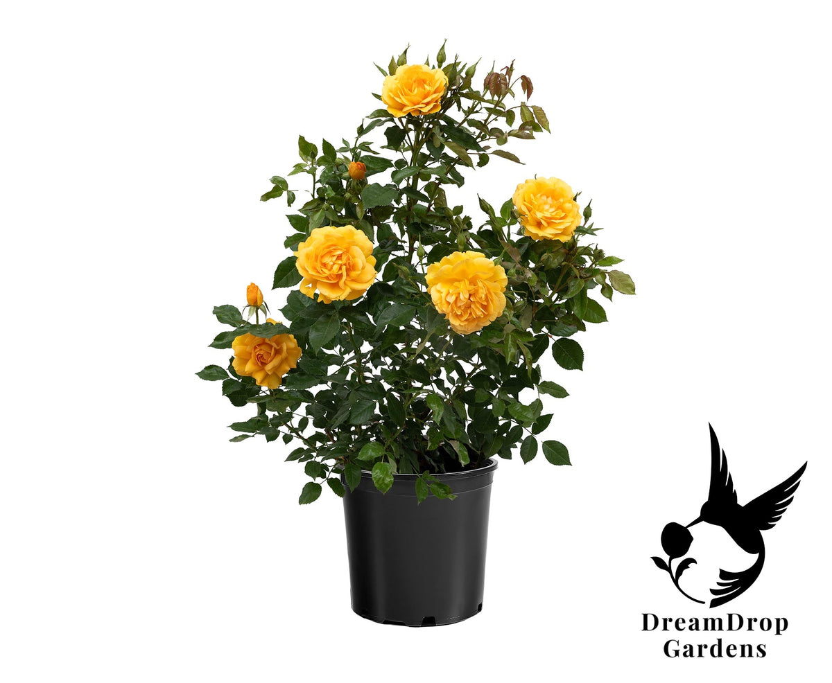 Rose - Sunbelt South Africa — DreamDrop Gardens photo 23