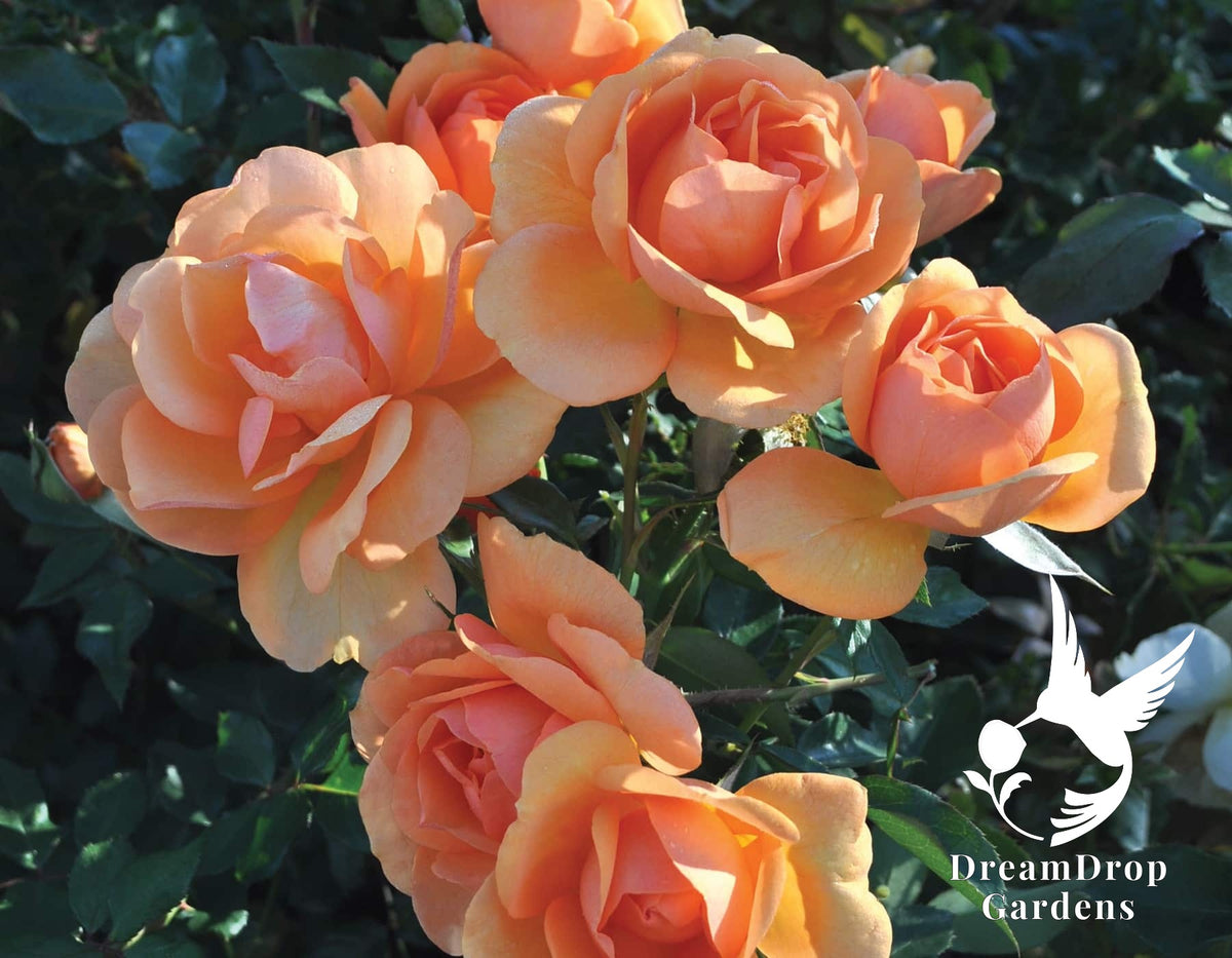 Rose - Sunbelt South Africa — DreamDrop Gardens photo 24