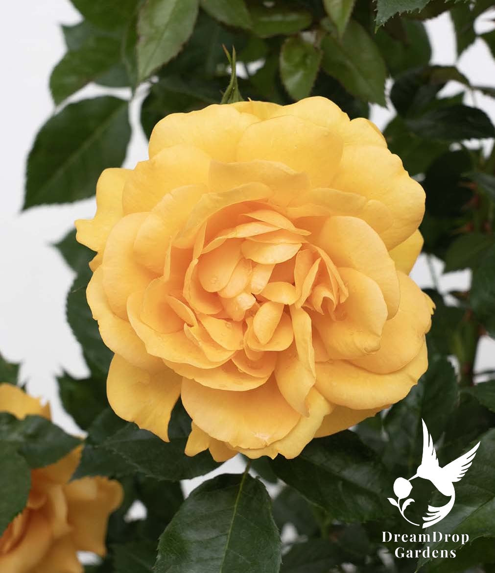Rose - Sunbelt South Africa — DreamDrop Gardens photo 25