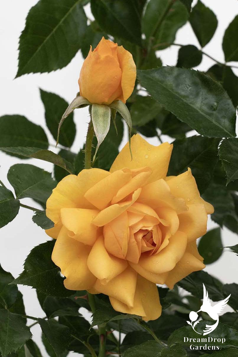 Rose - Sunbelt South Africa — DreamDrop Gardens photo 26