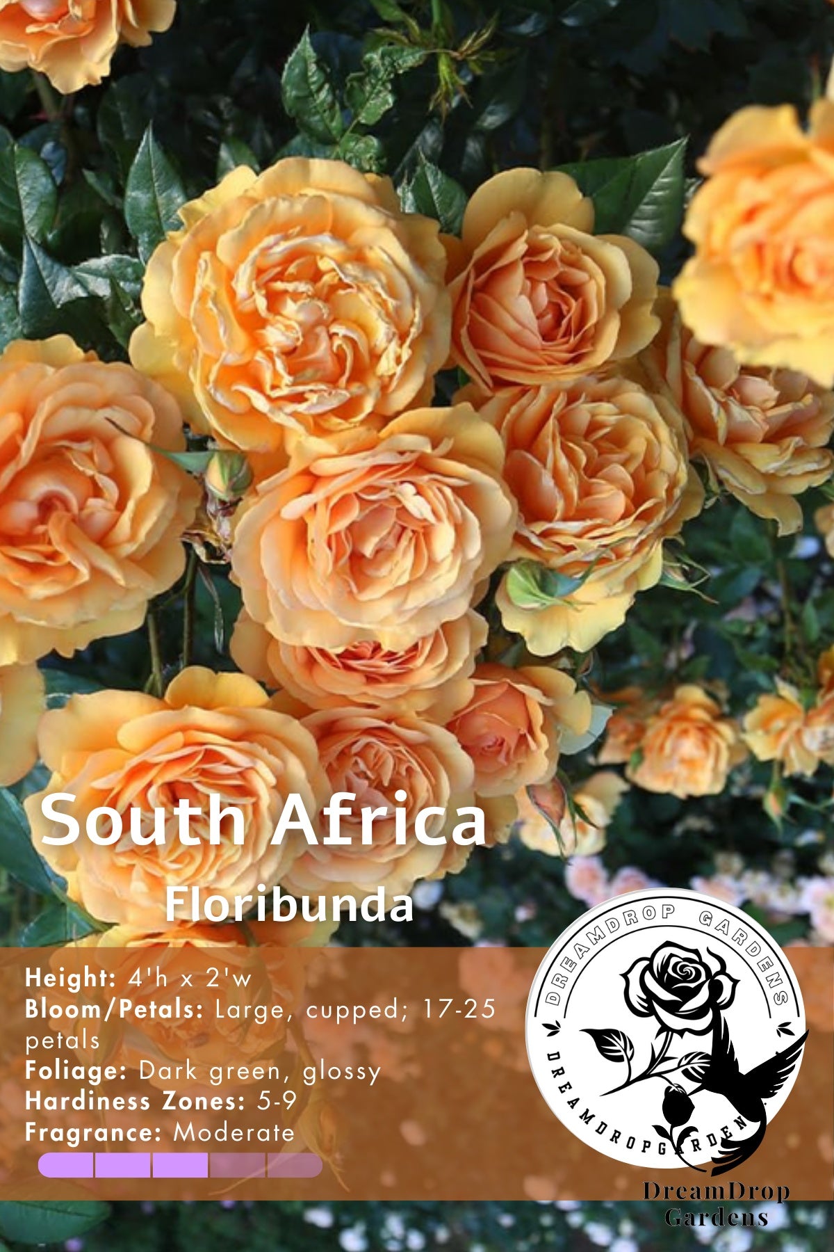 Rose - Sunbelt South Africa — DreamDrop Gardens photo 27