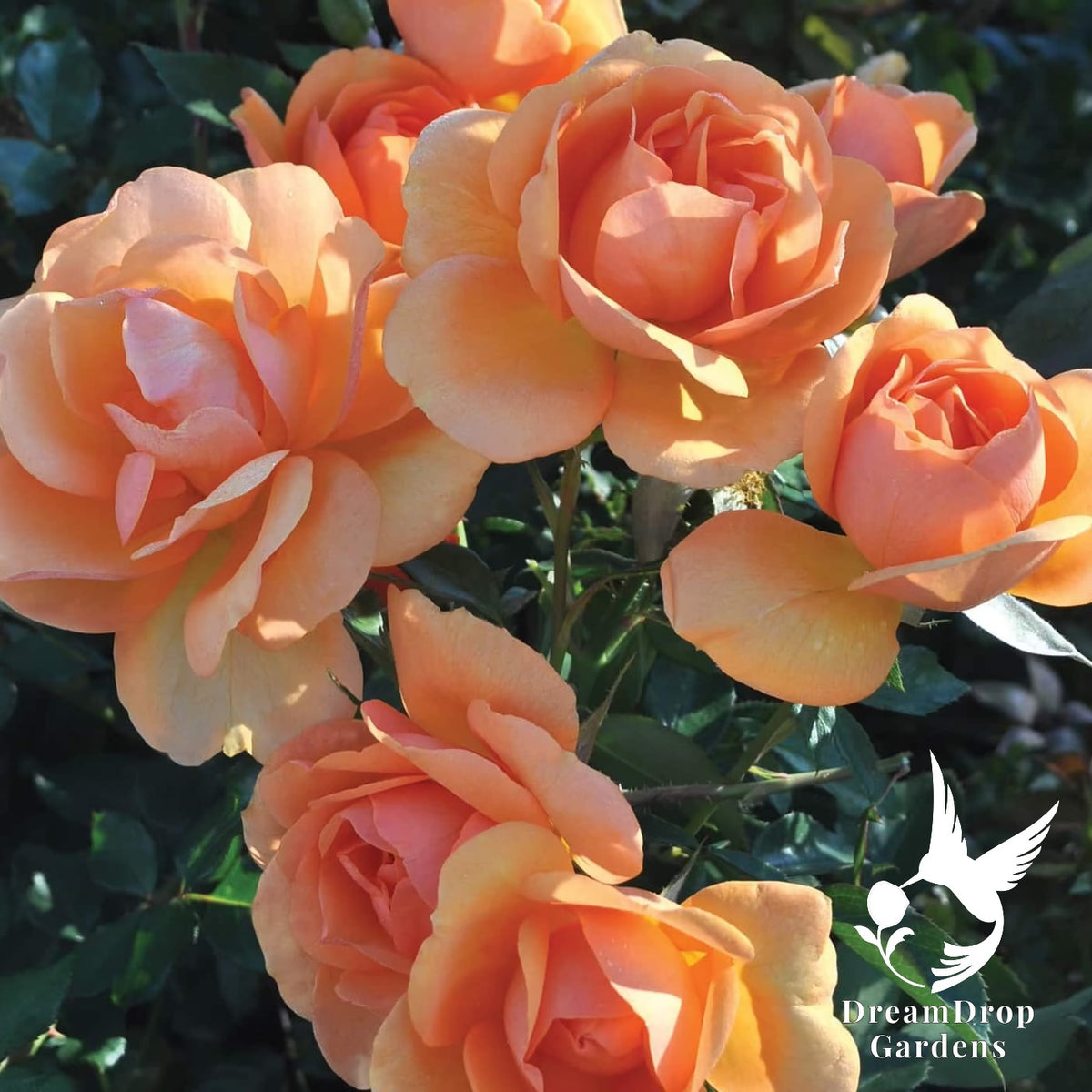Rose - Sunbelt South Africa — DreamDrop Gardens photo 2