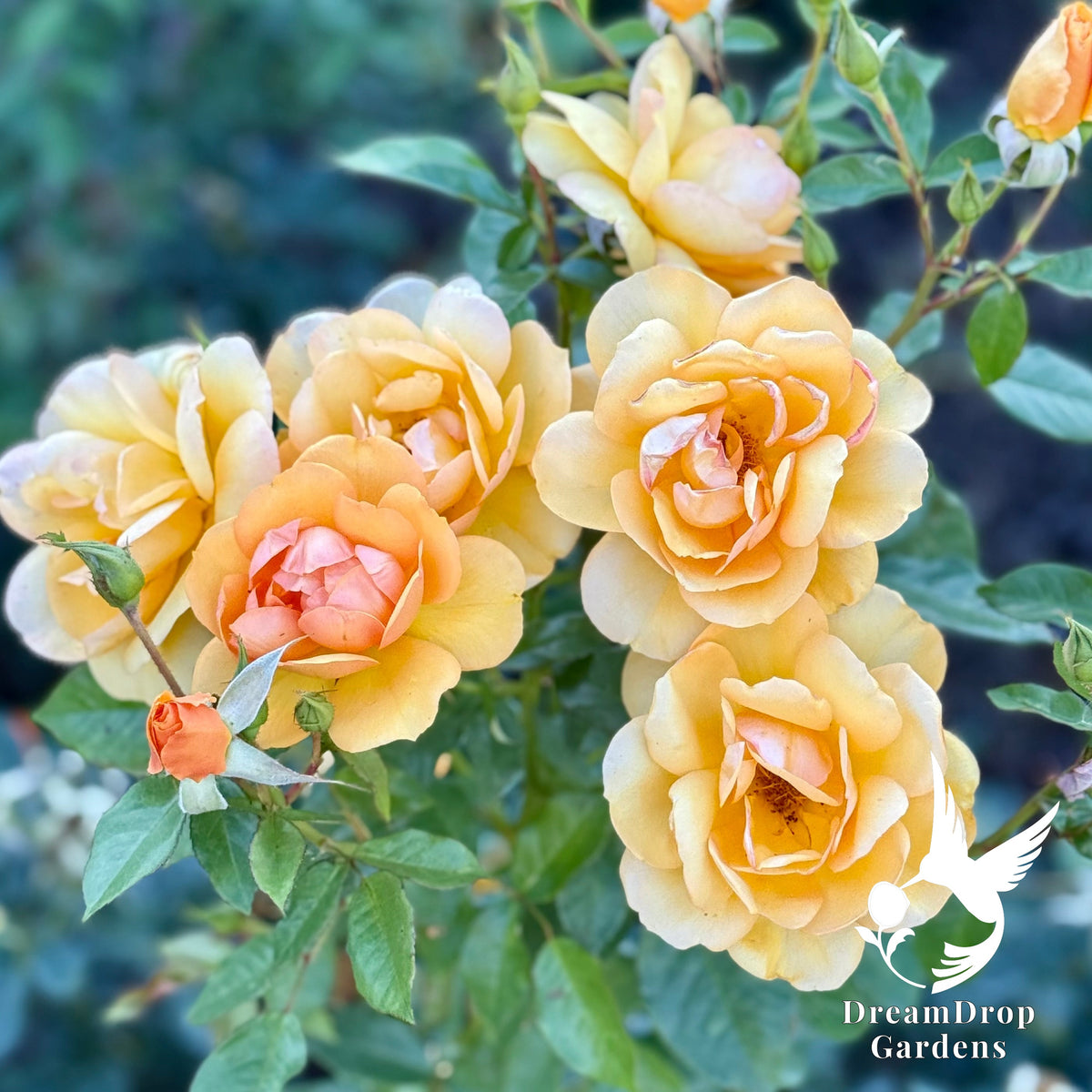 Rose - Sunbelt South Africa — DreamDrop Gardens photo 3